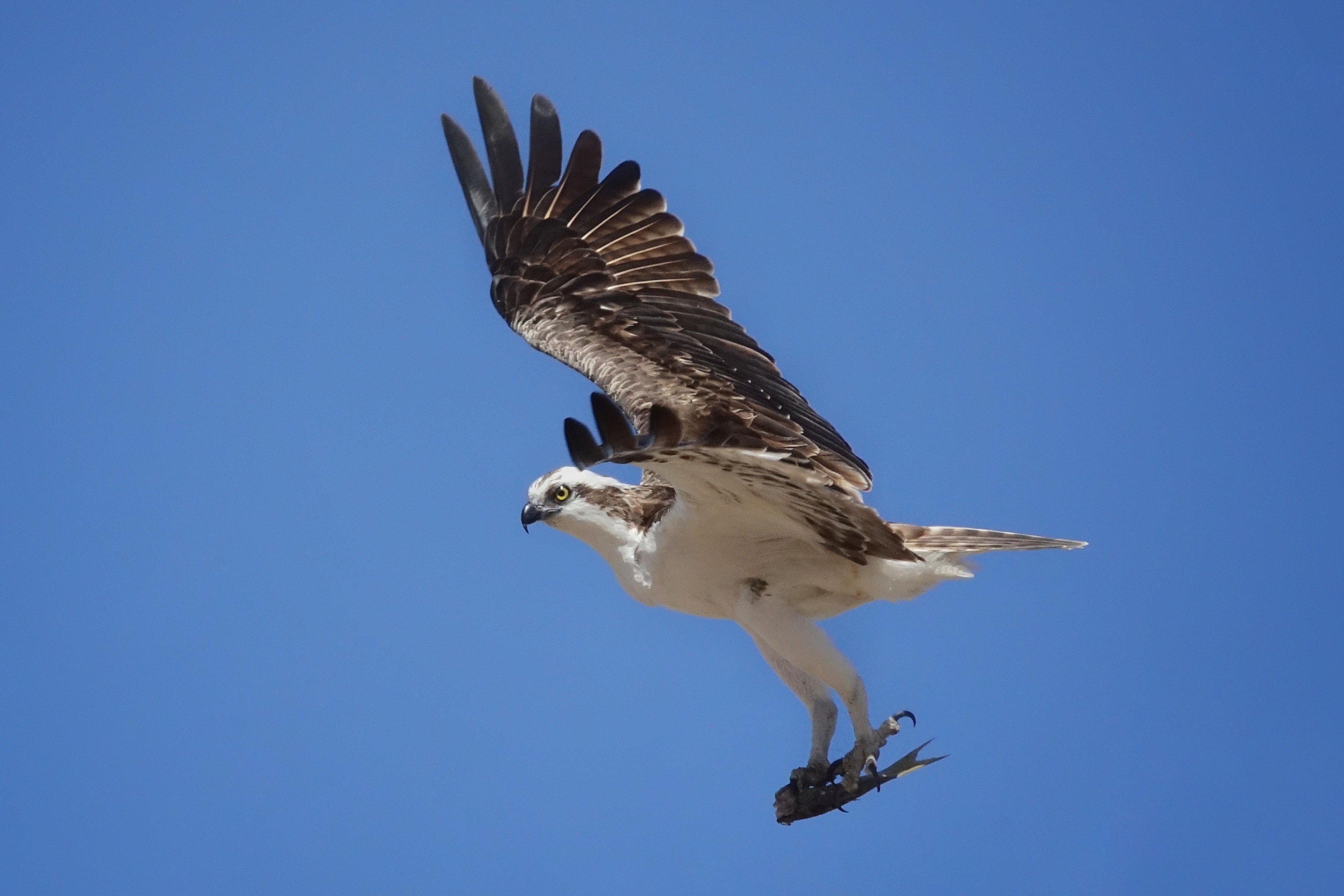 Rapace en vol